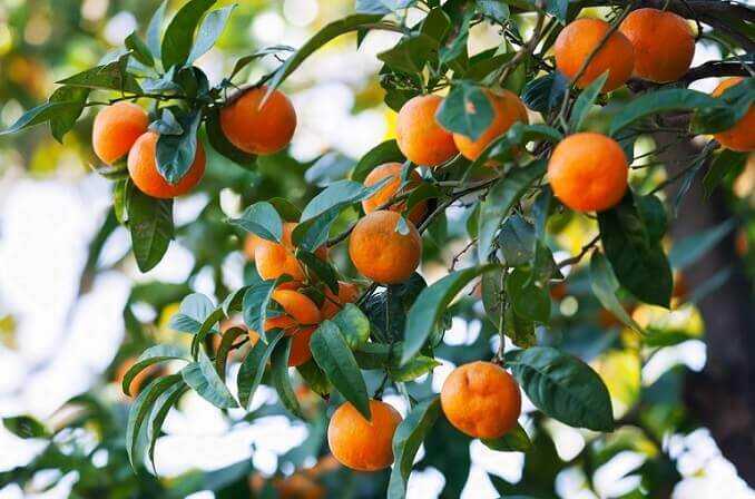 מבלים בפרדס הקסום בשבת